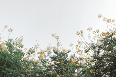 colorful flowers in the beautiful garden backgroundの写真素材