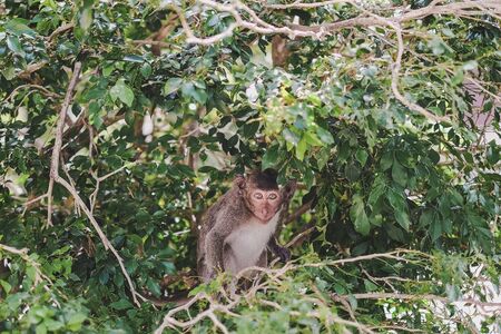 Monkey on the tree lives in a natural forest