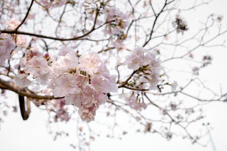 Beautiful pink flower on the tree in Spring season