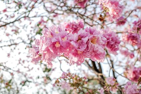 Beautiful pink flower on the tree in Spring seasonの写真素材