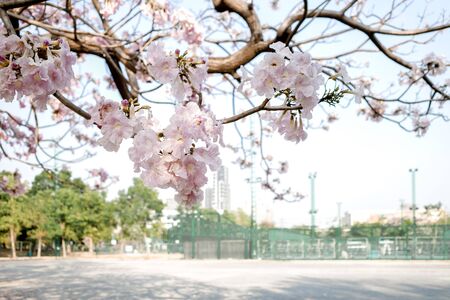 Beautiful pink flower on the tree in Spring season and Stadium Backgroundの写真素材