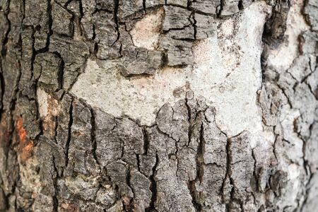 Old wood tree texture background pattern
