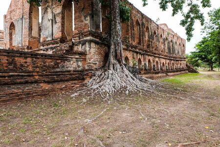 Big tree with roots several decades old and the old brick wall attracts visitor, Ayutthaya, Thailandの写真素材