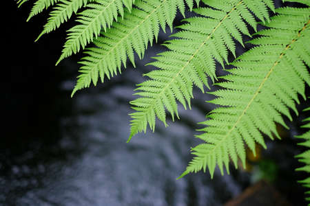 Closeup green leaves of fern plant on blurred nature backgroundの写真素材