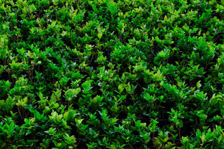 beautiful garden tree planted in NongNooch tropical garden in Pattaya chonburi,Thailand