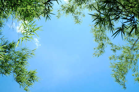 Green leaves on blue sky background in nature public parkの写真素材
