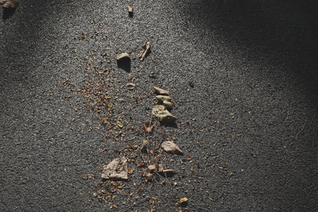 Dry leaves on cement floor in parkの写真素材