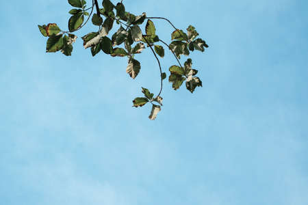 Several dry leaves on a tree branch with blue sky in backgroundの写真素材