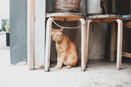 cat is hiding in shadow under a chair in the sunny summer day.の写真素材