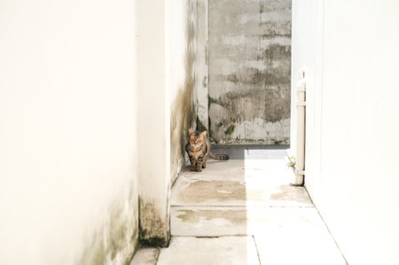The grey homeless cat looking into the camera bangkok, Thailand.の写真素材