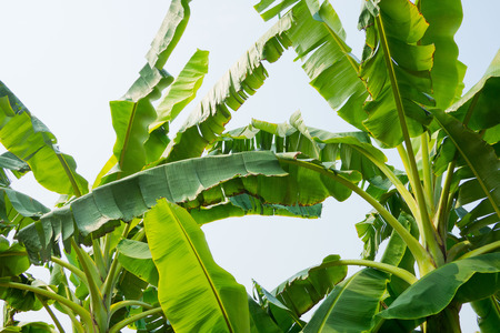 banana leaf. green leave. Green leaf background. Abstract backgroundの写真素材