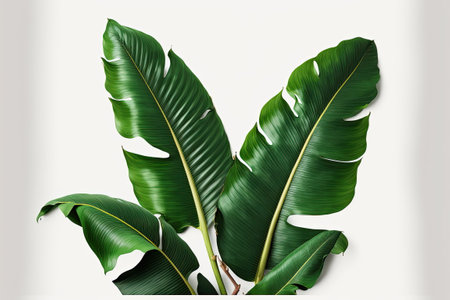 Banana leaf, green leave, abstract background, Made by AI,Artificial intelligenceの素材