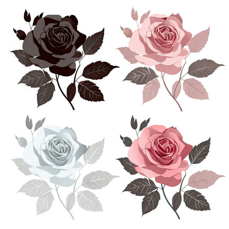 Set of rose with leaves, Flower silhoutte on white backgroundの素材