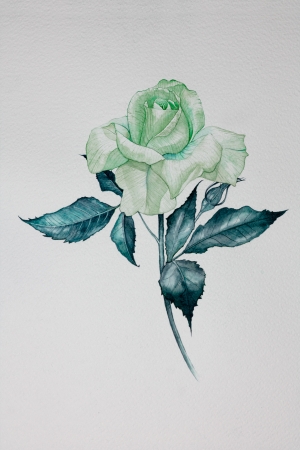 Isolated water color pink rose itの写真素材