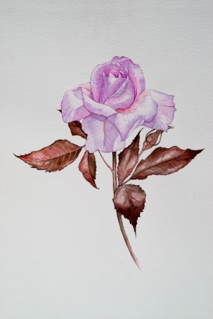 Isolated water color pink rose itの写真素材