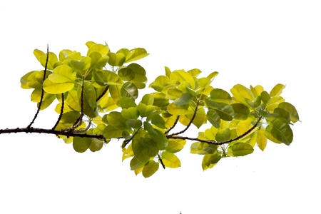 Fresh tree branch on white isolate background