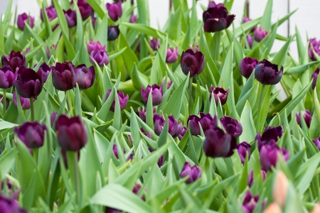 Black tulip with leaf in green houseの写真素材
