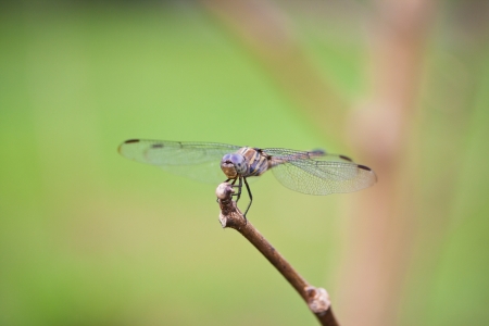 Close up dragonflt on wood in natural.