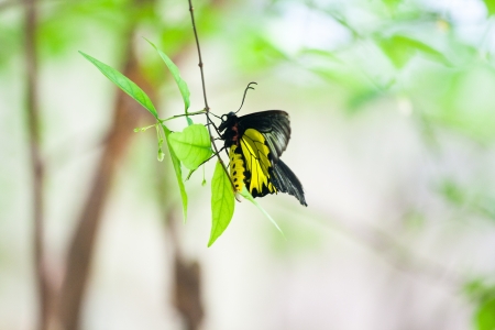 close up yellow butterfly in leafの写真素材