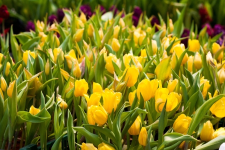 Yellow tulip in green houseの写真素材