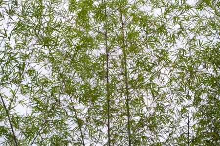 Bamboo leaf on bamboo tree background on whiteの写真素材