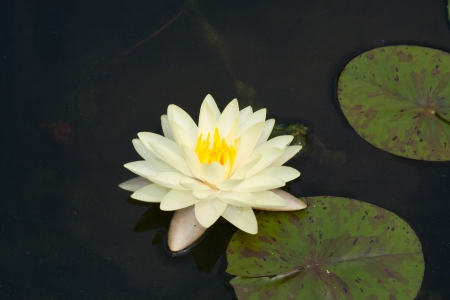 yellow lotus or water lily  with leaf backgroundの写真素材