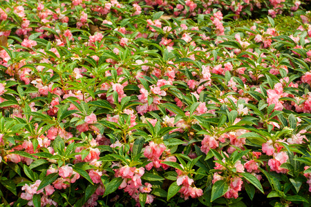 beautiful red flower in gardenの写真素材