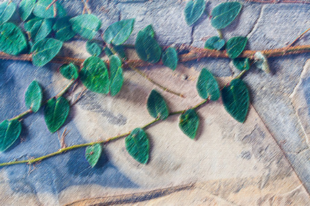 Green ivy painting color background on rockの写真素材