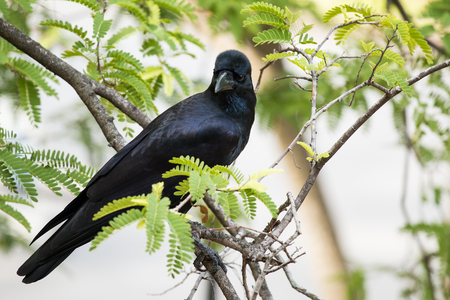 black crow clinging tree in action bewareの写真素材