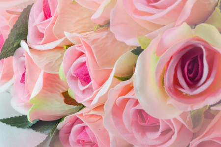 Sweet pink beautiful rose background pastel colorの写真素材