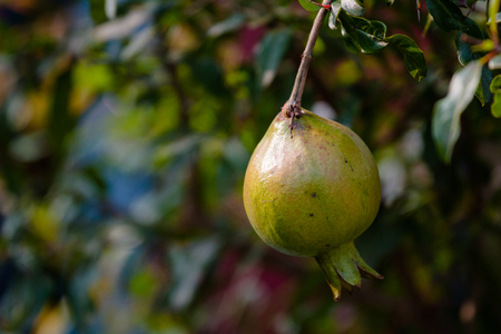 Green pomegranate on treeの写真素材
