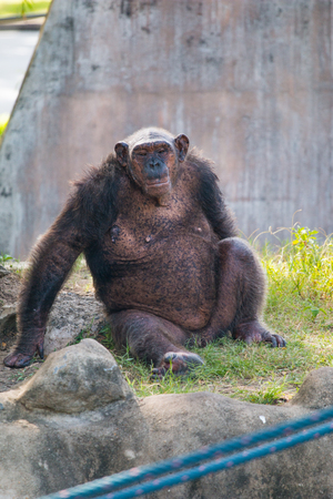 Old chimpanzee in sit down in sad and alone motion