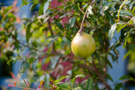 Green pomegranate on treeの写真素材
