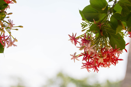 Pink and red Ixora nature background