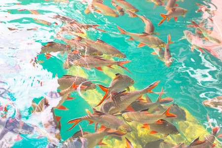 Barbonymus schwanenfeldii fish in ratchaprapa dam sutathani thailand