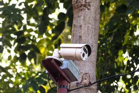 CCTV on tree concept nature security