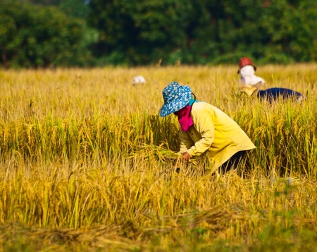 harvest,Northern in Thailandの写真素材