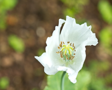 white opium flowerの写真素材