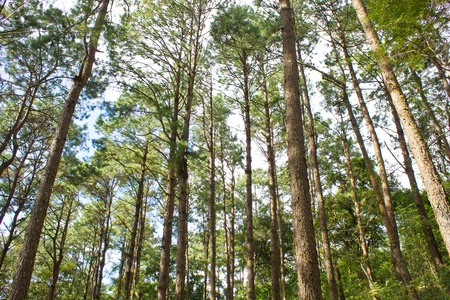 the pine forest in the mountain