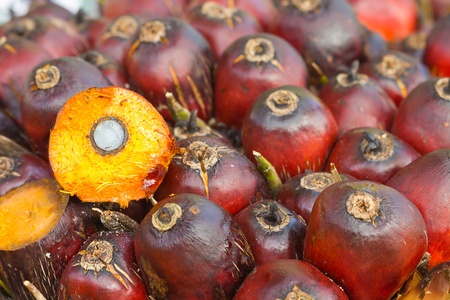 palm oil seedの写真素材