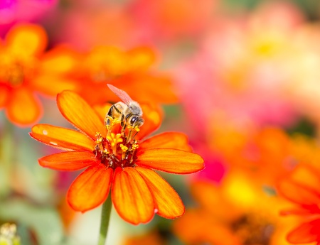 honey bee collects flower nectarの写真素材