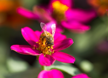 honey bee collects flower nectar