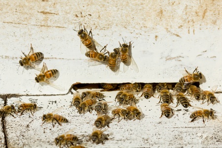 Honey bees before the hive entranceの写真素材