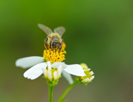 honey bee collects flower nectar