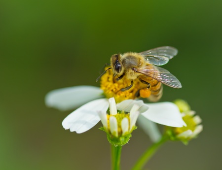 bee collecting honey on grass flower