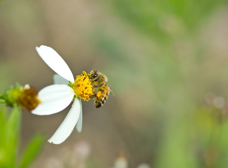 honey bee collects flower nectar