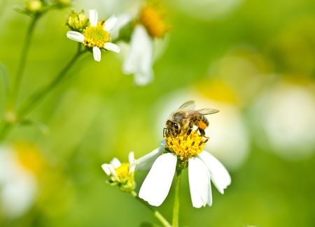 bee collecting honey on grass flowerの写真素材