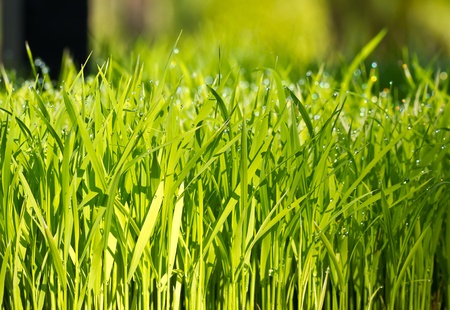 Young green paddy plant suitable backgroundの写真素材