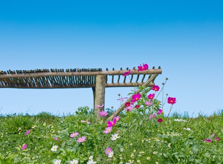 daisies with a blue sky backgroundの写真素材
