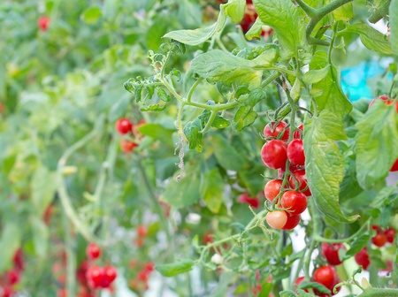 colorful red tomato on tree in farmの写真素材